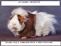 Click image for larger version

Name:	guinea-pig.jpg
Views:	67
Size:	96.2 KB
ID:	374525