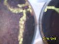 Click image for larger version

Name:	112_6912.JPG
Views:	114
Size:	421.0 KB
ID:	373070