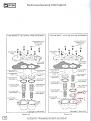 Click image for larger version

Name:	Accumulatorpumps.jpg
Views:	143
Size:	110.1 KB
ID:	373189
