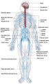 Click image for larger version

Name:	human-nervous-system.png
Views:	157
Size:	175.8 KB
ID:	376964