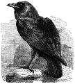 Click image for larger version

Name:	234-The-Raven-Corvus-Corax-q75-1102x1238.jpg
Views:	134
Size:	410.2 KB
ID:	378114